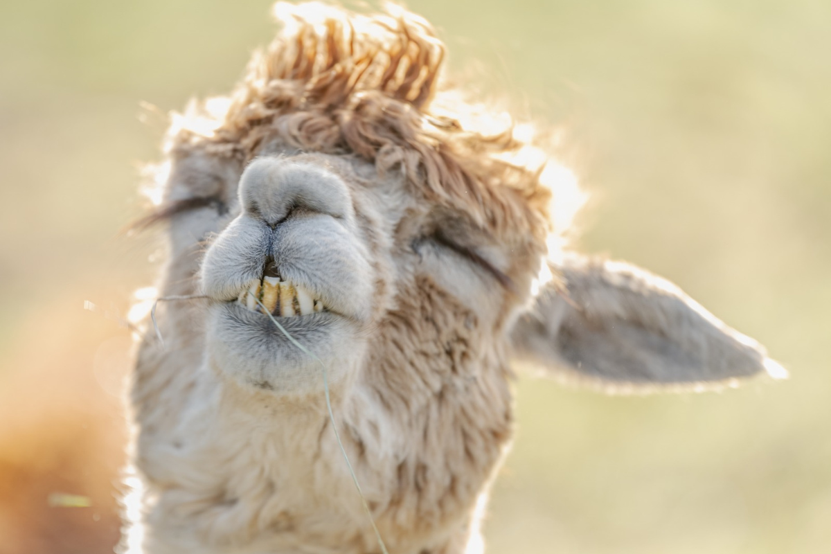 Oxford Mail Camera Club winner is toothsome alpaca – Oxford Newspaper